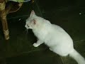 Mitzi Mitzi