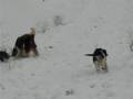 videos de Nieve en Aia