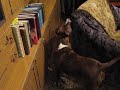 American staffordshire terrier Kameliya: cognitive skills.