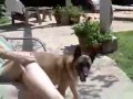 Stella Trains with The Multisports Dogs