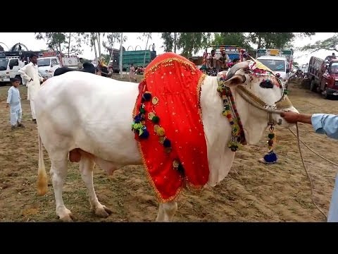 talagang - Talagang Bull Show Part 2: http://youtu.be/xGX_gBXpz90 Talagang bull show part 3: http://youtu.be/XyX30UqPNpk Talagang Mela is an annual Bull Festival where ...