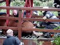 Brandweer Putten bevrijdt pony