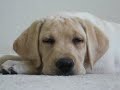 Dusty yellow lab puppy sleeping
