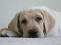 Dusty yellow lab puppy sleeping Dusty yellow lab puppy sleeping