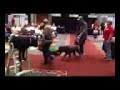 Random dogs and people