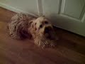 My Dog\