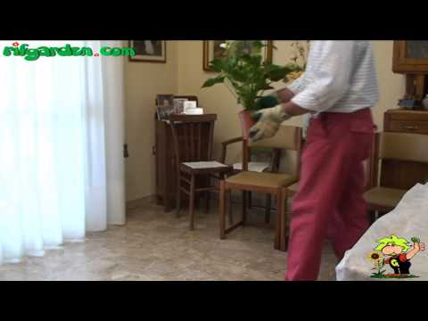 how to replant anthurium