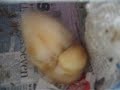 Snoring Duck