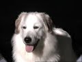 souryse - a champion pyrenean mountain dog