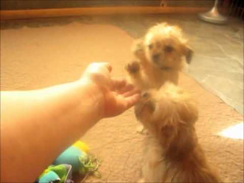 Meet two wonderful shorkie puppies