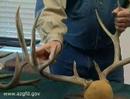 how to measure mule deer antlers