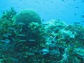 Fish Schooling on Wreck in Truk Lagoon Chuuk