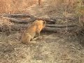 Walking with Lion Kings