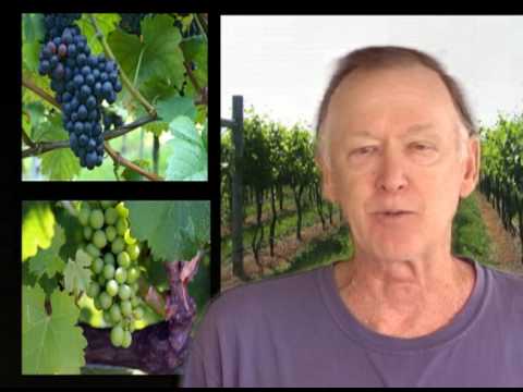 how to trim grape vines