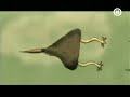Sophie Zelmani - I Can\