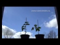 Van Zaad naar Tomaten plant. Video Tijdopname eerst 42 dagen