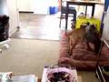 Bullmastiff video