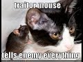 vERY fUNNY cATS vERY fUNNY cATS