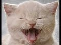 vERY fUNNY cATS