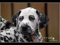 Amico1.1.wmv