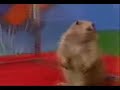 dear-dramatic-hamster.html