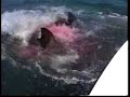 Shark attact