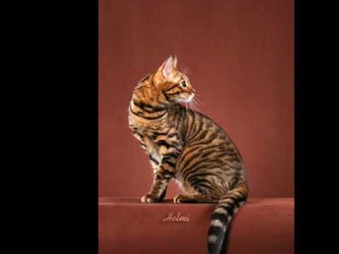 toyger ^