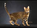 Toyger Cat - an informational video Toyger Cat - an informational video
