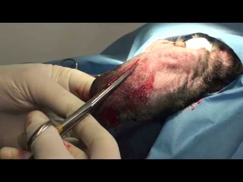 Ear Infections and Hematoma Surgery in a Dog