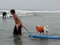 Buddy the Surf Dog Catches Wave #2 2008 Dog Surf a Ton