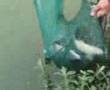 videos de sorgente 7 giugno di ruscio mariniello iocco