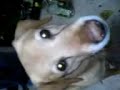 LABRADOR ULTRA INTELLIGENT