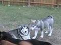 The Pack, fall 07
