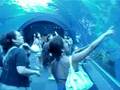Sea paradise Yokohama Acuario de delfines4