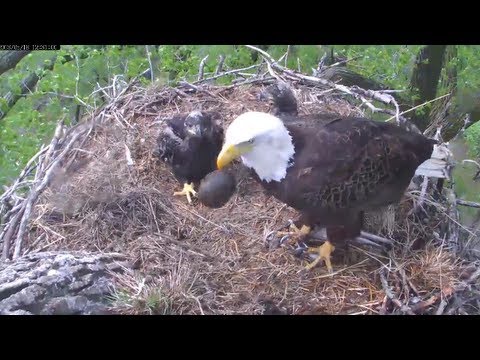 MNBound Eagles A Turtle From Dad 5-18-13