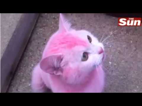 how to whiten cat fur