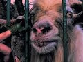Will scare out / Vystraším