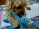 Chewing Toy (part 2)