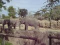 Heffalumps at Busch Gardens: Merry Christmas!