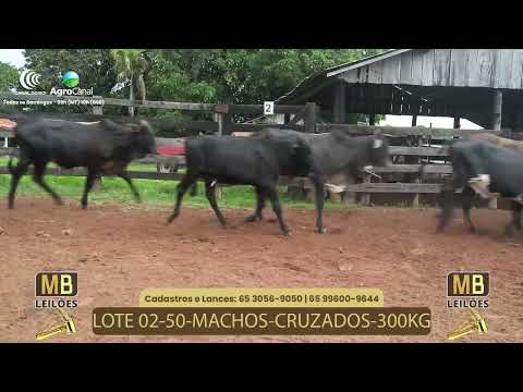 525� LEIL�O VIRTUAL MB LEIL�ES