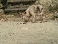 Desalojo Podencos Ibiza Parte 2