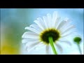 A. Vivaldi: Concerto for flautino, strings&bc in C major (RV 444) / Amarillis