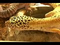 Geckos leopardo - Eublepharis macularius