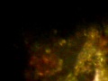 Rotifer