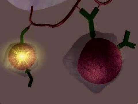 T helper cell   lymphocyte