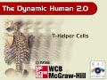 T helper cell   lymphocyte