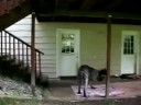 Meet Three Legged English Mastiff Tazzie Meet Three Legged English Mastiff Tazzie