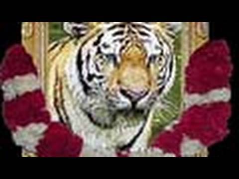 Comedy Show Jay Hind! Episode 68 : Saving Private Tiger