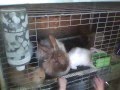 French Angora rabbit litter 5 weeks old