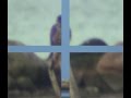 videos de Gyr Falcon Halland Sweden Nov 2008